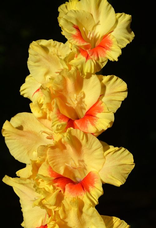 Gladiolas, Gladidus, Drugelis Šiltnamyje, Kardas Gėlė, Žiedas, Žydėti, Gėlė, Augalas, Gamta