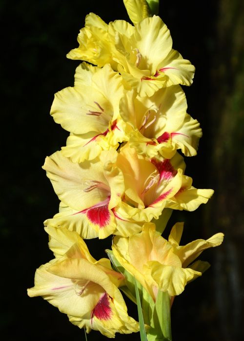 Gladiolas, Gladidus, Drugelis Šiltnamyje, Kardas Gėlė, Žiedas, Žydėti, Gėlė, Augalas, Gamta