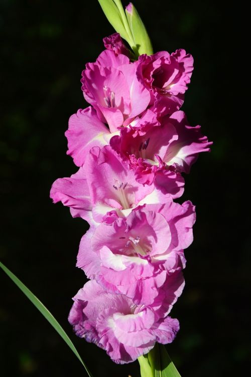 Gladiolas, Gladidus, Drugelis Šiltnamyje, Kardas Gėlė, Žiedas, Žydėti, Gėlė, Augalas, Gamta