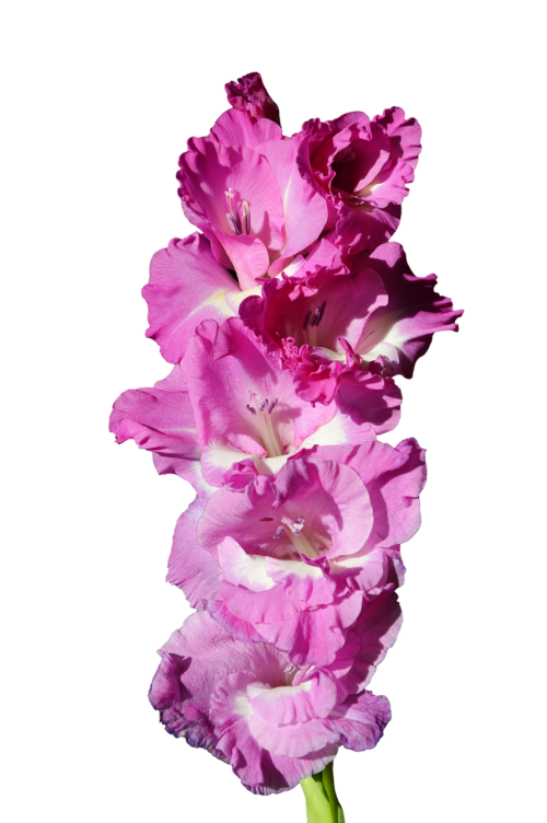 Gladiolas, Gladidus, Drugelis Šiltnamyje, Kardas Gėlė, Žiedas, Žydėti, Gėlė, Augalas, Gamta, Izoliuotas, Iškirpti