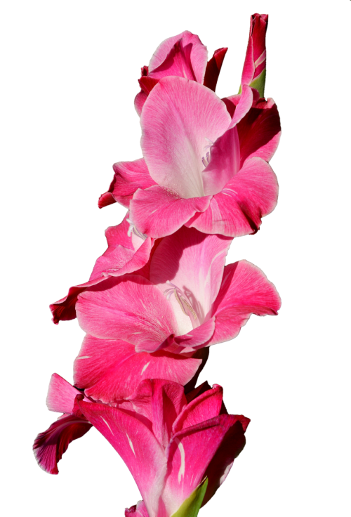 Gladiolas, Gladidus, Drugelis Šiltnamyje, Kardas Gėlė, Žiedas, Žydėti, Gėlė, Augalas, Gamta, Izoliuotas, Iškirpti