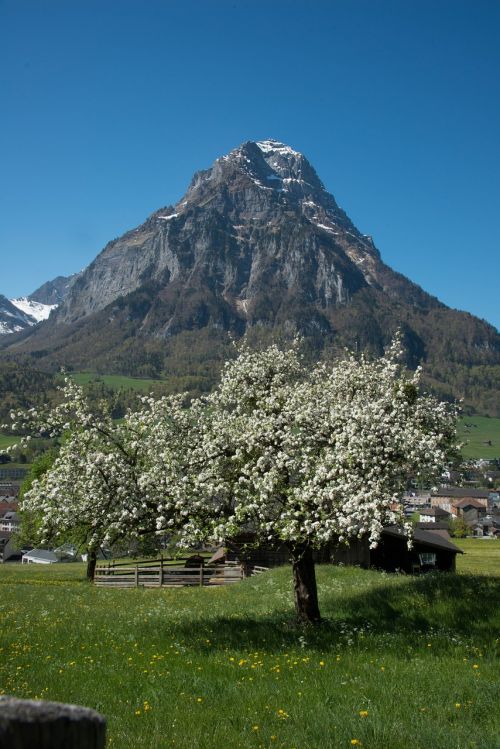 Glarus, Glärnisch, Kalnai, Šveicarija, Priekinis Glärnisch, Glarus Kantonas, Pavasaris, Žydėjimas