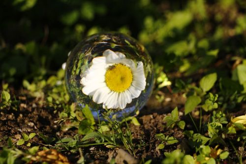 Stiklo Rutulys, Makro, Kūrybingas, Nahaufmahme, Gėlė, Daisy, Gamta