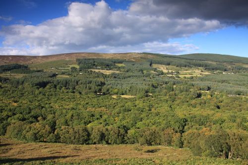 Glencree, Miškas, Wicklow, Airija, Gamta Ireland