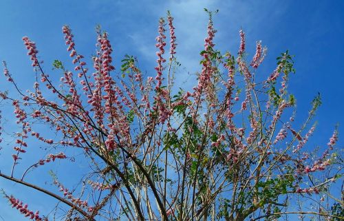 Gliricidia Sepium, Meksikietiška Alyva, Medis, Gėlės, Azoto Fiksavimas, Indija