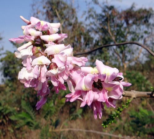 Gliricidia Sepium, Meksikietiška Alyva, Bičių, Medis, Gėlės, Azoto Fiksavimas, Indija