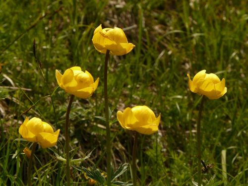 Gėlė, Hahnenfußgewächs, Alpių Gėlė, Geltona, Žiedas, Žydėti, Gėlė, Flora