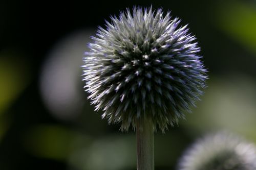 Globulaus Strėlė, Echinops, Kompozitai, Flora, Augalas, Žalias, Mėlynas