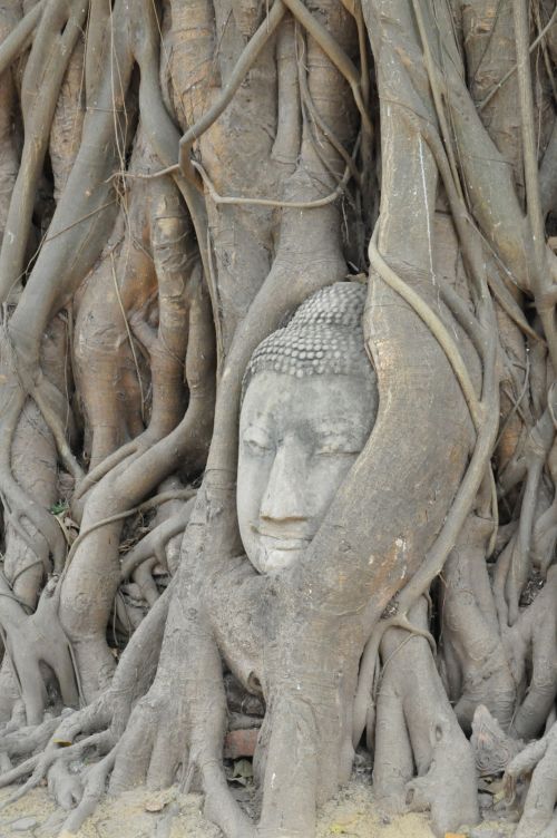 Buda,  Tailandas,  Medis,  Šventykla,  Paminklas,  Budos Galvą