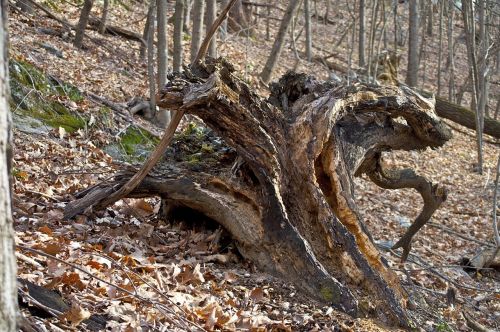 Gnarly,  Gamta,  Bagažinė,  Natūralus,  Ruda,  Kritimas,  Kumpas,  Mediena