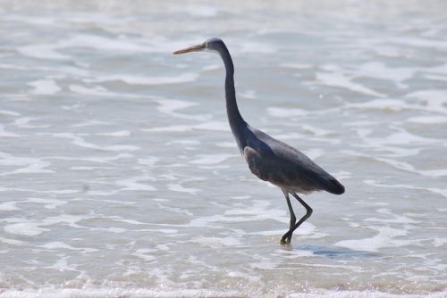 Paukštis,  Žvejyba,  Benaulimas,  Papludimys,  Goa,  Goa Paplūdimio Paukštis
