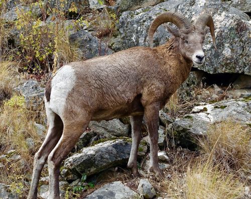 Ožka, Longhorn, Kanada, Ram, Kalnas, Laukinė Gamta, Natūralus