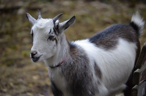 Ožka, Nykštu Ožka, Naminė Ožka, Gyvuliai, Uždaryti, Zoologijos Sodas