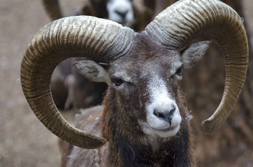 Ožka, Gyvūnas, Gražus, Gyvūnai, Žinduolis, Švelnus, Gamta, Zoologijos Sodas, Gyvūnų Pasaulis, Žinduoliai, Gyvūninė Prigimtis, Gyvūnų Portretas