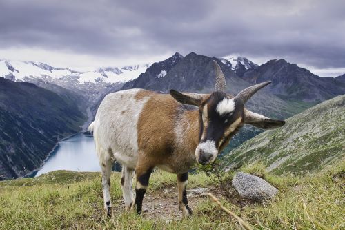 Ožka, Tyrol, Gyvūnas, Kalnai