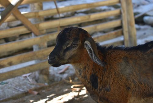 Ožka, Gyvūnas, Ūkis, Žinduolis, Žemdirbystė, Fauna, Mielas, Ūkininkavimas