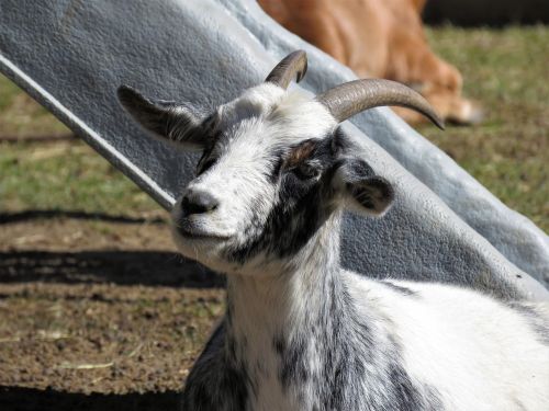 Ožka, Fermos Gyvūnas, Gyvūnas, Ūkis, Ragai