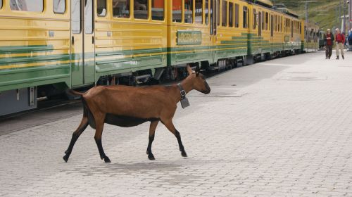 Ožka, Stovo Geležinkelis, Jungfrau Geležinkelis, Platforma, Traukinys, Traukinių Stotis, Geležinkelio Bilietai, Žmogus