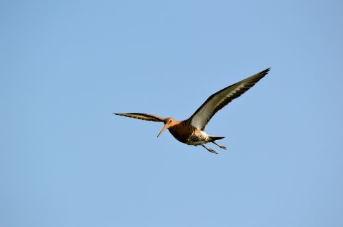 Godwit,  Paukštis,  Gamta,  Gyvūnas,  Godwit