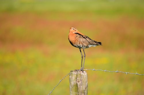 Godwit,  Paukštis,  Gamta,  Gyvūnas,  Godwit