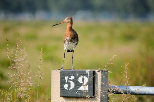 Godwit,  Paukštis,  Gamta,  Gyvūnas,  Godwit