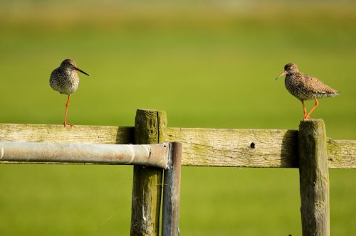 Godwit,  Paukštis,  Gamta,  Gyvūnas,  Godwit