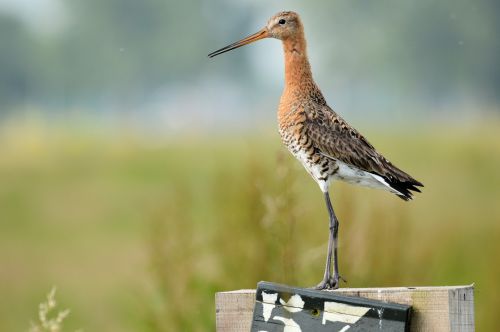 Godwit,  Paukštis,  Gamta,  Gyvūnas,  Godwit