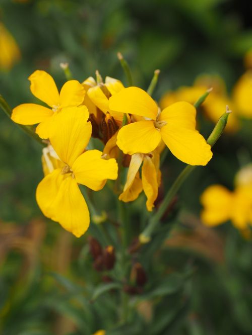 Aukso Lakas, Gėlė, Žiedas, Žydėti, Geltona, Erysimum Cheiri, Kirmėlių Sūris, Erysimum, Kryžmažiški, Brassicaceae, Dekoratyvinis Augalas, Cheiranthus Cheiri, Bauernveigel, Bohnafeiele Geltonas Feyel, Fijnelken, Giel Kalnelis, Gelfilenas, Auksiniai Dažai, Bažnyčia, Bažnyčios, Gelio Trūkumas, Bendras Lakas, Gülden Lakas, Lak, Lakuoti Akmenys, Dažyti Viole, Lamberter Foulscher, Geltonoji Incana, Majanegelli, Marijos Stiebas, Geltonos Sienos Gėlė, Mayennaegeli, Gale Nagai, Negelviole, Gvazdikas, Gvazdikų Violetinė, Poperli, Stammanaegeli, Atsargų Viole, Stroessburger, Stroesserli, Veiali, Geel Veiel, Geltonas Veigelis, Vieltjes, Vigeli, Gäl Vilken, Geltona Violetinė, Vioendli, Vioenli, Ir Pažeidė Gelius, Smėlio Geltona, Gilt