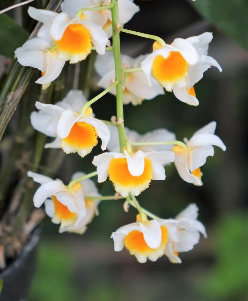 Aukso Akmens Ąžuolo, Orchidėja, Geltona