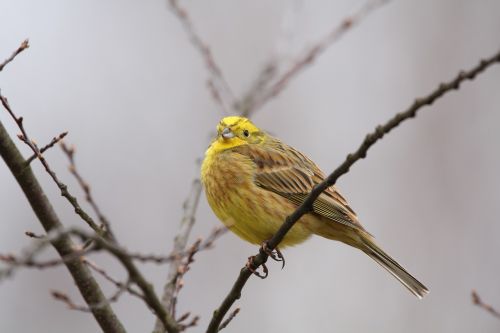 Auksamberis, Paukščiai, Gamta, Giesmininkas, Geltona, Gyvūnas