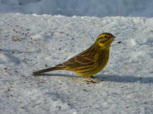 Auksamberis, Giesmininkas, Gyvūnas, Žiema, Geltona, Sniegas, Gamta