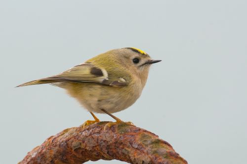 Goldcrest, Regulus Regulus, Paukštis, Giesmininkas, Mažas, Gamta, Migruojanti Paukštis, Helgolandas, Hochsseeinsel