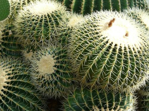 Aukso Kaktusas Kaktusas, Kaktusas, Kaktusas Šiltnamius, Echinokaktumas, Paskatinti, Dygliuotas, Augalas, Žalias, Echinocactus Grusonii