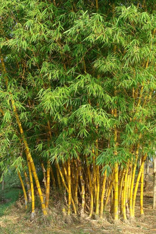 Auksinis Bambukas, Dryžuotas Bambukas, Bambusa Vulgaris, Poaceae, Bambusa Vulgaris Var, Striata, Bambusa Striata, Kodagu, Indija