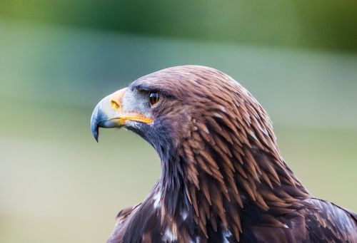 Auksinis Erelis, Adler, Paukštis, Plunksna, Gamta, Laukinis Paukštis, Skristi, Plėšrusis Paukštis, Raptoras, Paukščiai, Sparnas, Sūpynės, Uždaryti, Plumėjimas, Sąskaitą