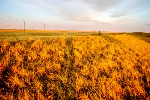 Prairie,  Žolė,  Saulės Šviesa,  Auksinis,  Kelias,  Gamta,  Kelionė,  Auksinės Prairijos Žolės