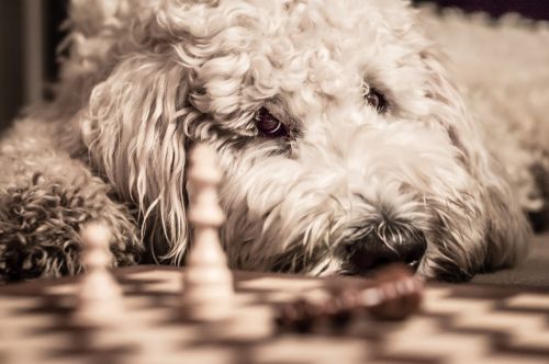 Goldendoodle, Šuo, Šachmatų Žaidimas, Naminis Gyvūnėlis, Laukinės Gamtos Fotografija