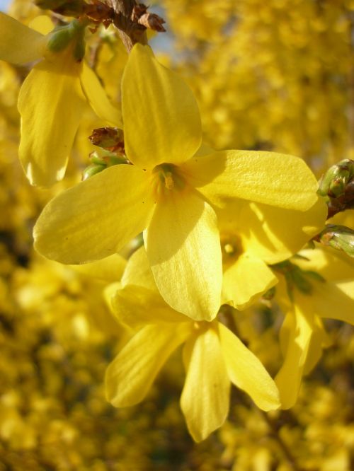 Goldenrod,  Žydėti,  Geltona,  Pavasaris,  Gėlė