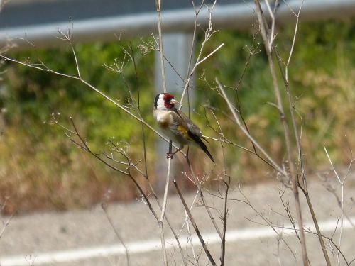 Aukso Žievė, Cadernera, Carduelis Carduelis