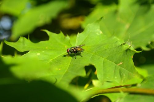 Goldfliege, Skristi, Vabzdys, Lapai, Medis, Klevas, Lucilia Sericata, Bluebottle, Kaligrafos, Lucilia, Lapai, Žalias, Klevo Lapas, Sidabrinis Klevas, Acer Saccharinum, Acer