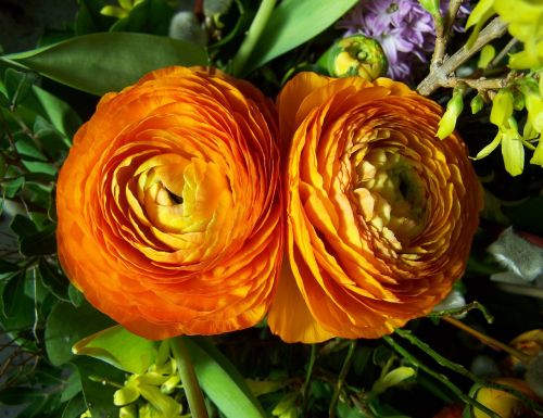 Goldilocks, Oranžinė, Supjaustytos Gėlės