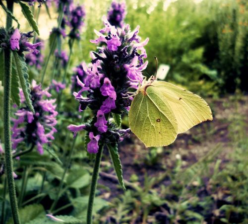 Dedpeterx Rhamni, Drugelis, Gamta, Flora, Sodas, Vasara, Violetinė, Makro, Gėlė, Sparnas, Žiedas, Žydėti, Pieva