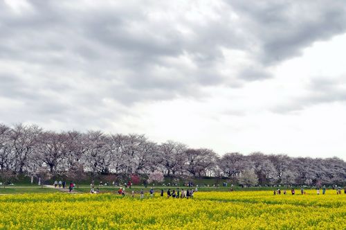 Gongendo Parkas, Japonija, Vyšnių Medžiai, Gėlės, Žmonės, Gamta, Lauke, Kaimas, Dangus, Debesys
