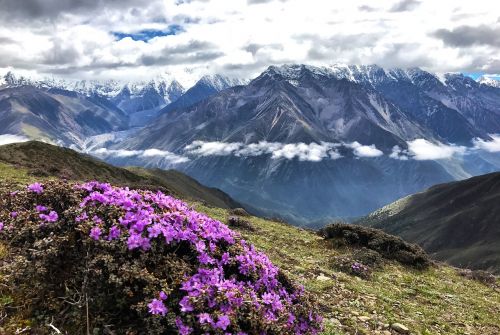 Gongga Sniego Kalnas, Debesis, Pėsčiomis, Alpinistas, Gėlė, Sub Mei Pass