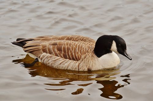 Žąsis, Naminiai Paukščiai, Gyvūnas, Paukštis, Žąsys, Sąskaitą, Gamta, Laukinės Gamtos Fotografija, Plunksna, Vandens Paukštis, Plumėjimas