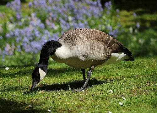 Žąsis, Kanados Žąsis, Paukštis, Vandens Paukštis, Gamta, Laukiniai Žąsys, Gyvūnai, Paukščiai, Branta Canadensis, Naminiai Paukščiai, Laukinės Gamtos Fotografija