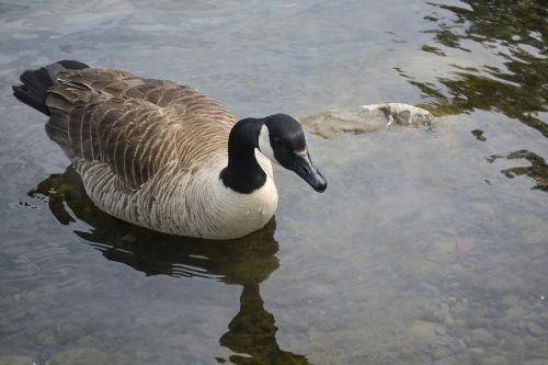 Žąsis, Paukštis, Gyvūnas, Laukinė Gamta, Paukščiai, Gamta