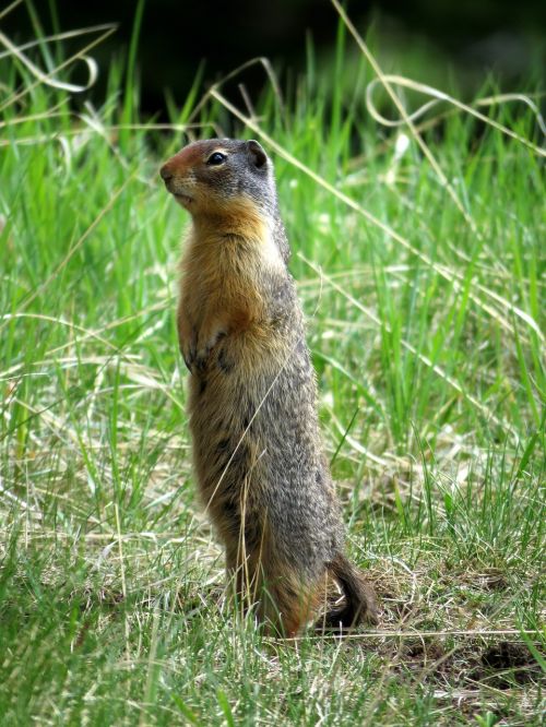 Gopher, Laukinė Gamta, Gamta, Graužikas, Laukiniai, Gyvūnas, Žolėdžių