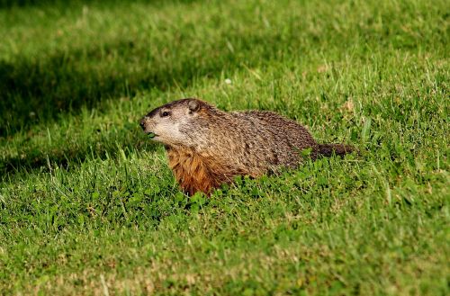 Gopher, Woodchuck, Giesmė, Siaubas, Žinduolis, Gamta, Ruda, Laukiniai, Pūkuotas, Kailis, Gyvūnas, Graužikas, Laukinė Gamta, Prairie, Mažas, Natūralus, Maitinti, Chubby