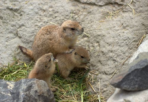 Gophers, Lustos Munks, Zoologijos Sodas, Gyvūnų Pasaulis